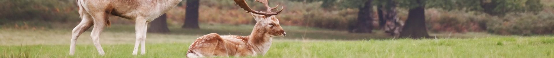 Jägerschaft Burgenlandkreis e.V.